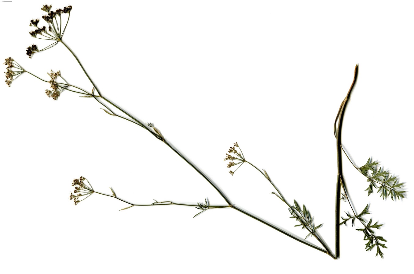Pimpinella saxifraga subsp. saxifraga var. dissectifolia (Apiaceae)